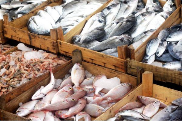 عرضه انواع ماهی در 55 میدان و بازار میوه و تره بار پایتخت