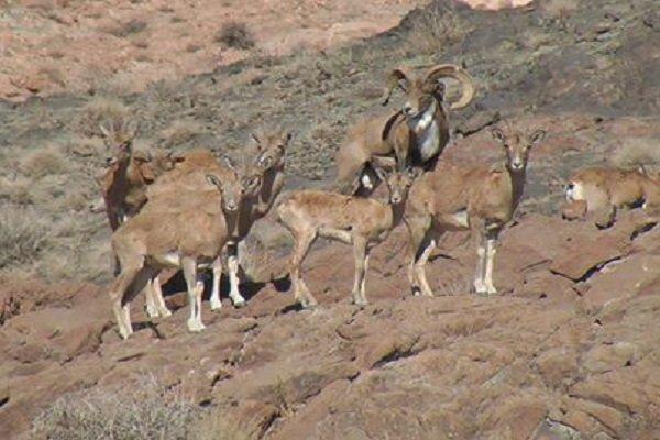 جمعیت گوزن زرد در پناهگاه دشت ناز رو به افزایش است